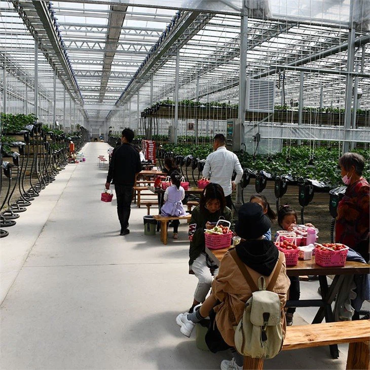 Agricultural-greenhouse-China-consulting-training
