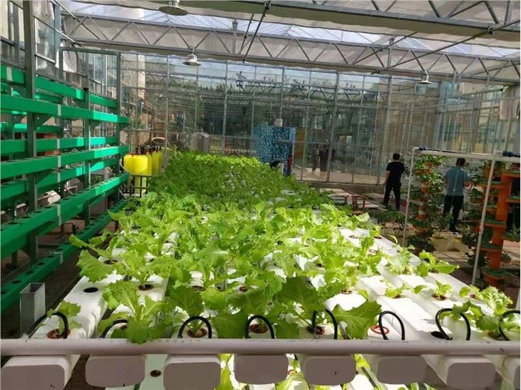 Greenhouse Leafy Vegetable Hydroponic Plant System