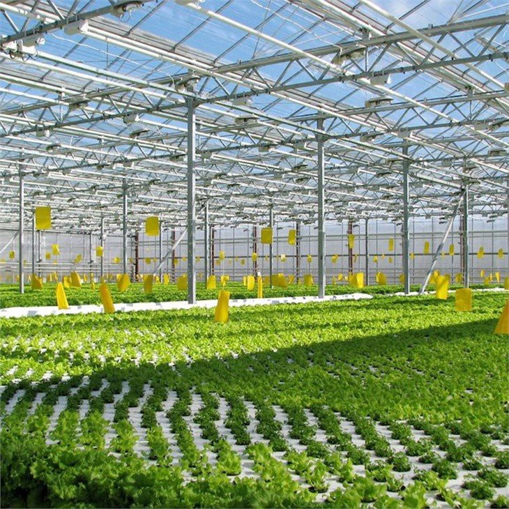 NFT Hydroponics China