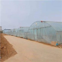 Film Single Span Greenhouse