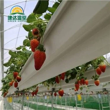 Talang Tanam Strawberry