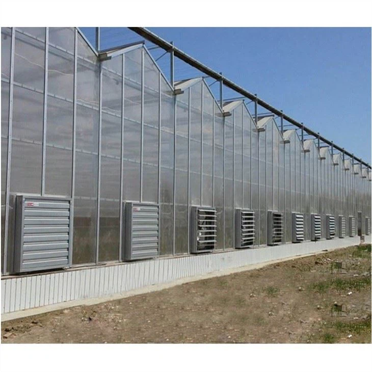 Venlo Type Greenhouse