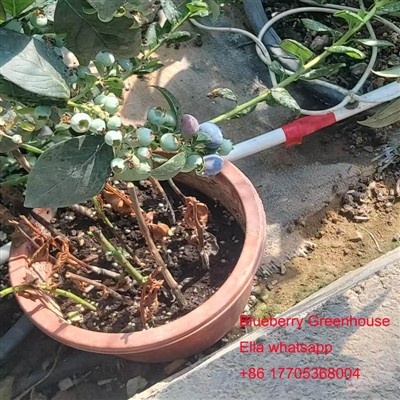 pengelolaan blueberry musim gugur