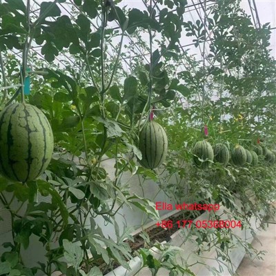 Penerapan Asam Amino Pada Tanah